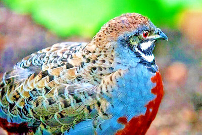 hatchery's choice coturnix hatching eggs – Pine Hill Farms hatchery's choice coturnix hatching eggs – Pine Hill Farms