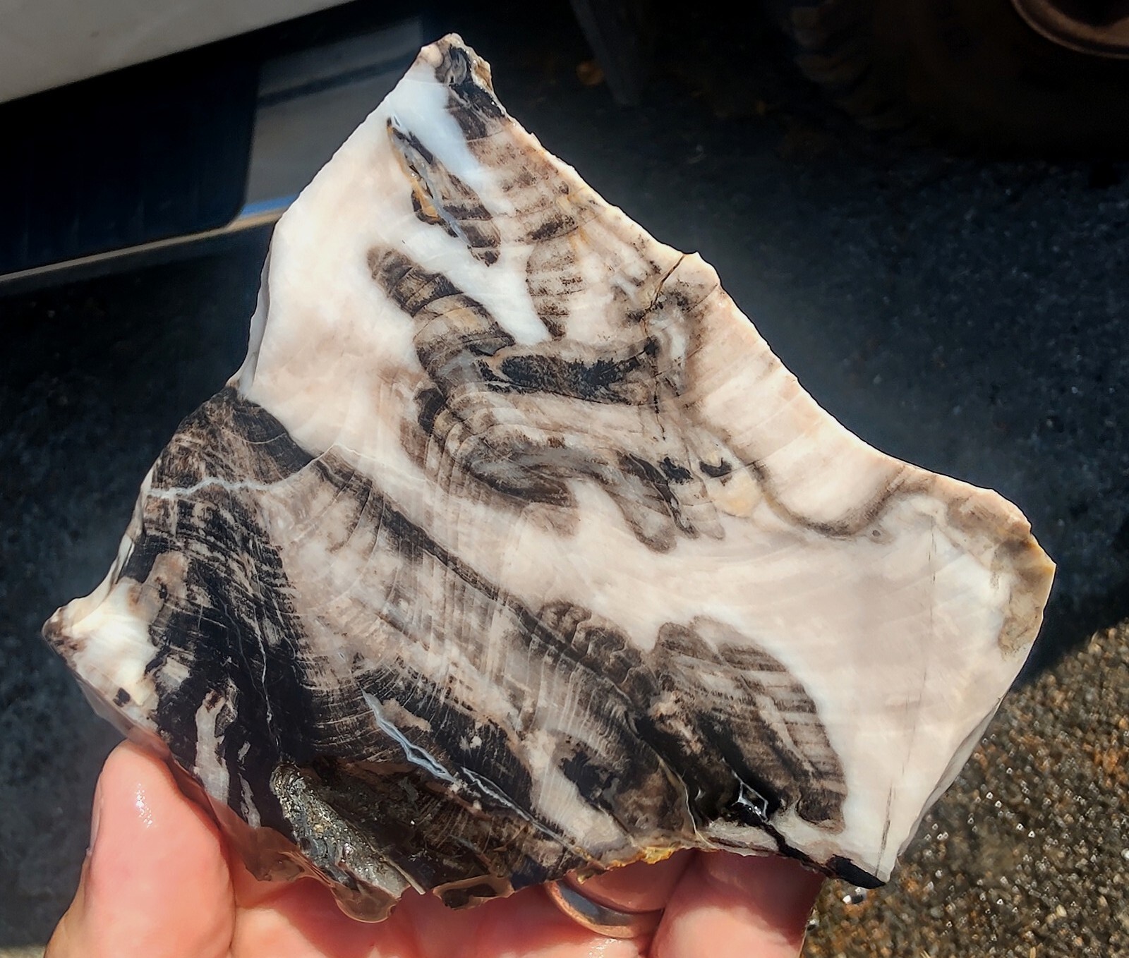 rawk11 Rare GABBS Petrified OPAL Wood slabCool PatternsVintage