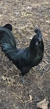8+ Extra Fertile Chicken Hatching Eggs Ayam Cemani Show Quality Greenfire Farms