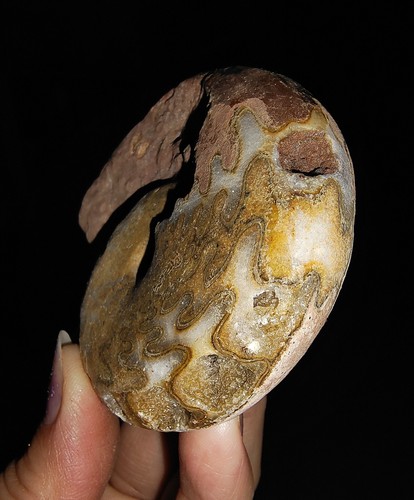 INCREÍBLE FÓSIL DE AMONITA, PRONORITIDAE DE TIMOR INDONESIA, 73MM - Imagen 4 de 7
