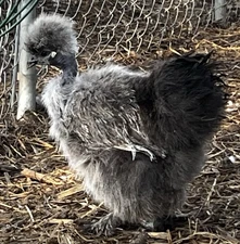 RARE! 10 x Showgirl Silkie Eggs! Designer Color Quality! Fast Shipping!