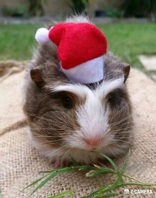 Baby Guinea Pigs Available Now Other Pets Gumtree Australia