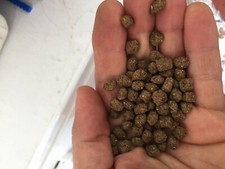 Aquatic Turtle Diet Floating Pellets Bulk Pricing Fresh Food Fast Shipping