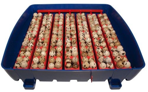 INCUBATRICE SEMIAUTOMATICA REAL 49 BOROTTO 49/196 uova | IN PROMOZIONE 🔝🐣🐓❤️ - Imagen 6 de 24