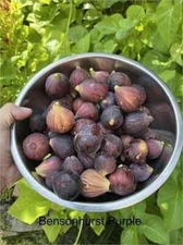 Bensonhurst Purple Cutting, At Least 3 Nodes and Over 8 Inches Long