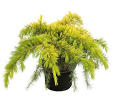 Cedrus deodorata cv GOLDEN HORIZON - Deodar cedar | Himalayan