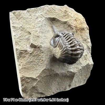 Seltener Marokko malladoides Trilobit Fossil A Klasse Devon Marokko