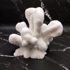 Natural White Cat's Paw Coral Specimen (Pocillopora) — listing 4