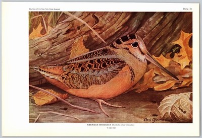 1936 Bird Print, American Woodcock, Wilson's Snipe, Vintage Bird Print