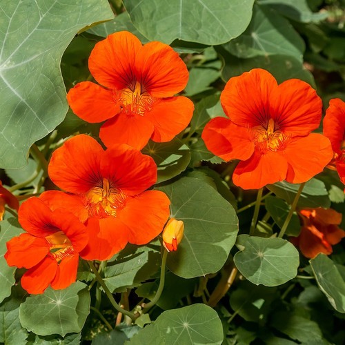 25 Empress of India Nasturtium Wildflower Seeds - Everwilde Farms Mylar Packet - Picture 3 of 3