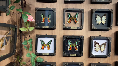 Madagascan Sunset Moth Preserved Butterfly Framed Insect in Clear