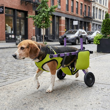Breathable Dog Wheelchair Hind Leg Support Pet Walk Trolley  Injury Recovery