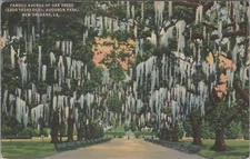 Famous Avenue Of Oak Trees New Orleans LA Linen Vintage Post Card