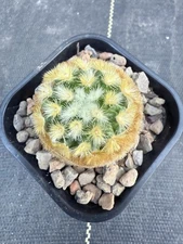 Mammillaria carmenae Buddha Orange Spine Form