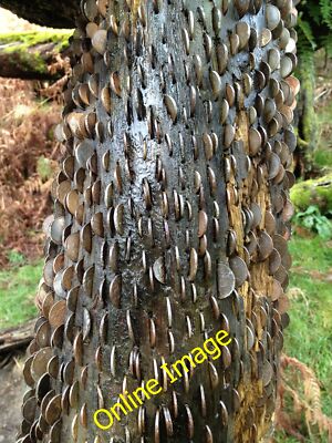 Photo 12x8 Close Up of Money Tree above Rydal Water Ambleside See my previ c2012