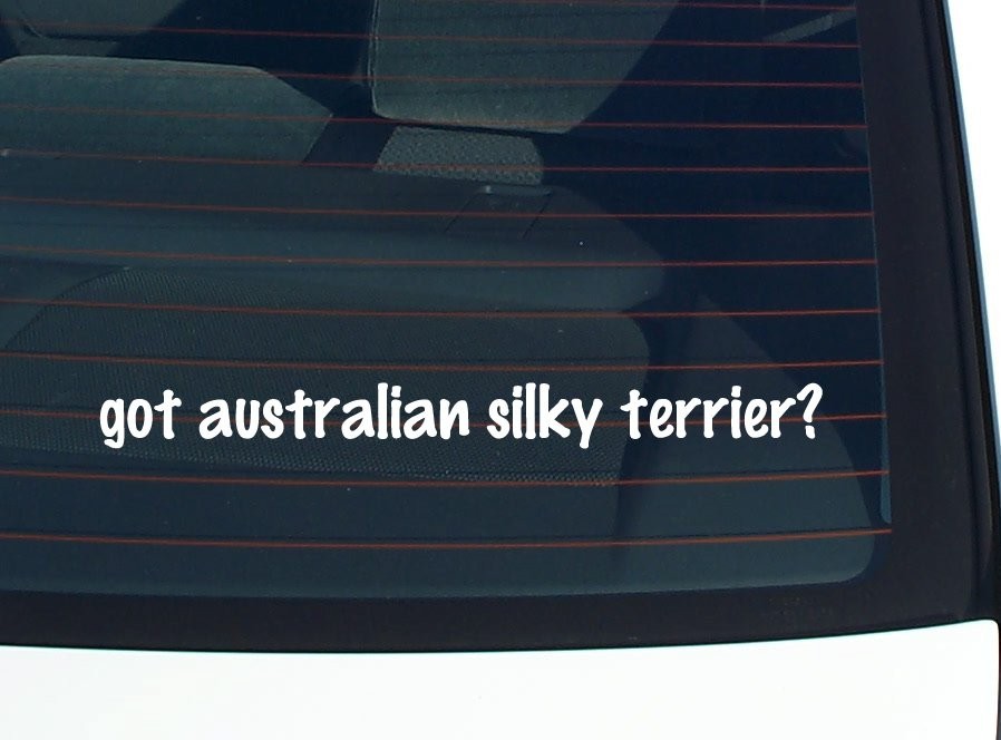 Got an Australian Silky Terrier Funny Car Bumper Sticker Vinyl Decal