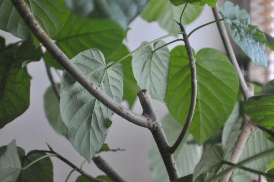 [Probado/Exc+5] Lente gran angular SMC Pentax 24 mm f/2,8 MF Pentax K Mount J... - Imagen 4 de 4