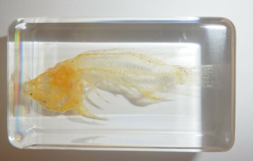 African Mouthbrooder Fish Skeleton in Clear Lucite Block Learning Aid BK2 - Afbeelding 1 van 6