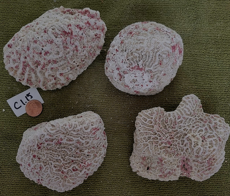 LOT-NATURAL BRAIN CORAL Fossil Ocean Fish Aquarium Decor C115
