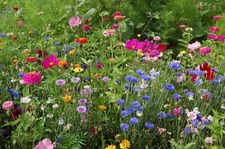 Northeast Wildflower Seed Mix, 19 Stunning Annuals & Perennials, FREE SHIPPING