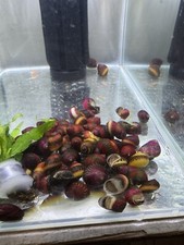 4 PCS Red Racer Nerite Snail