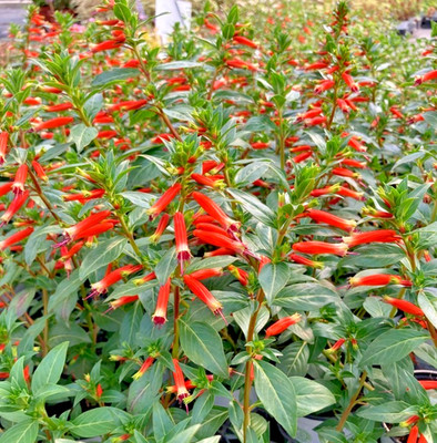 Set 2 Cuphea David Verity Starter Plants - 3-6'' Tall - Vibrant Orange Flower