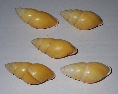 41-43 mm 5 Pcs Amphidromus Basilanensis Land Snail Shell #AK1 From Sulu Island