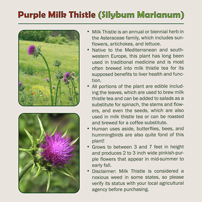 100 Organic Purple Milk Thistle Seeds, Silybum Marianum, Hummingbird Flower  | eBay