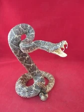 western diamond back rattlesnake in striking pose, authentic