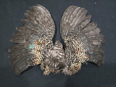14'' Grizzly Barred Chicken Rooster Wings Craft Bird Fly Tying Feathers Taxidermy