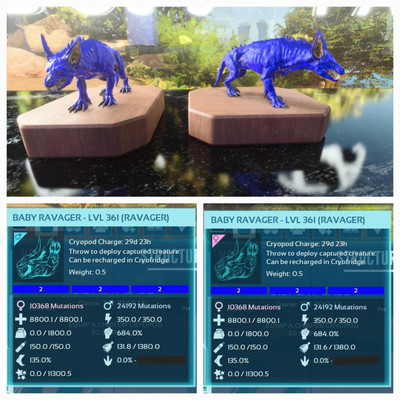 ARK ASCENDED PVE OFFICIAL PAIR BABY RAVAGER BLUE ID02 TOP STATUS PC/XBOX/PS5