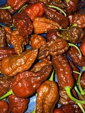 20+ Chocolate Bhutlah Pepper Seeds SUPERHOT!100% Organically Grown Free Shipping