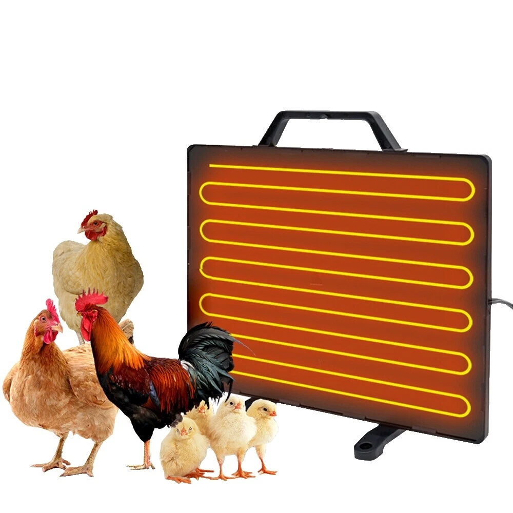 Backyard Poultry Heat Lamps