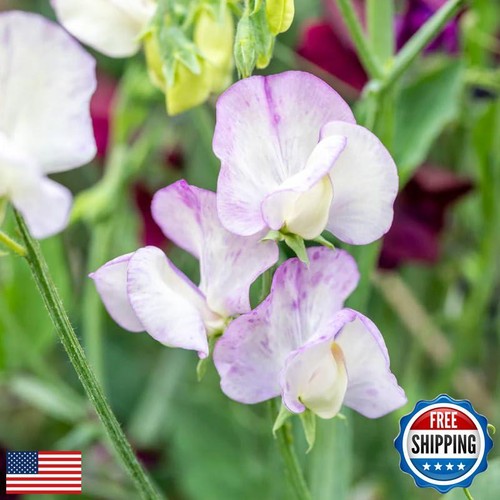300+ Perennial Pink Lathyrus Odoratus Flower Plant Seed Outdoor-Sweet Peas Vi - Picture 4 of 5