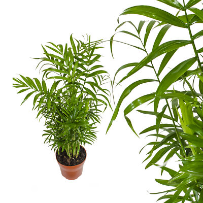 echte Bergpalme Zimmerpflanze Chamaedorea elegans - luftreinige Salonpalme  | eBay.de
