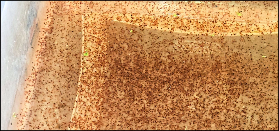 5k Daphnia Magna (Clean Indoor Culture) !BUY2GET3! - Image 2 of 4