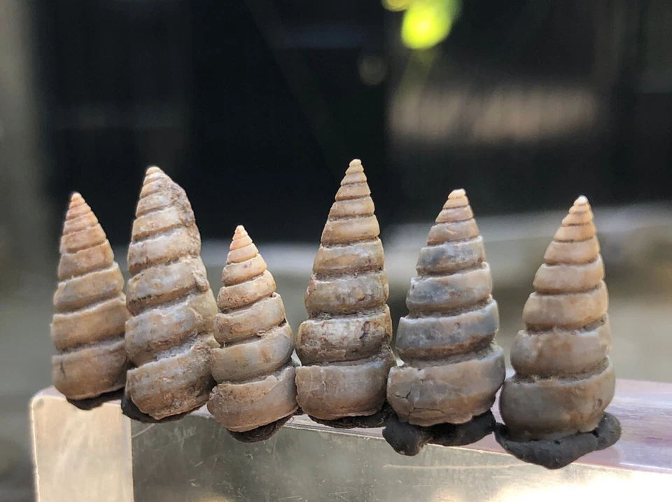 35 Carat Turritella Fossils any of several species of gastropods snails - Image 2 of 4