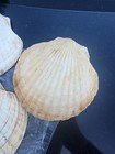 *5* Scallop Shell Serving Dishes Appetizer Decoration Real Sea Shells around 6" — photo 8