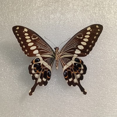 Papilio lormieri, Zentraler Kaiser Schwalbenschwanz Schmetterling, Flügel ausgebreitet, Insekt