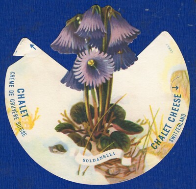 placeholder, chalet cheese advertising, alpine flora series n.4, soldanella