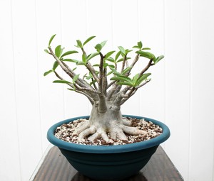 ADENIUM PLANT DESERT ROSE ARABICUM THAI SOCO GOLDEN CROWN ...