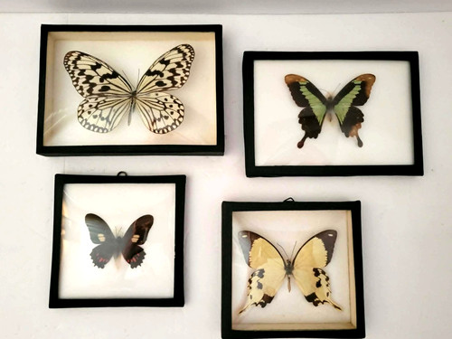 Rare VINTAGE Collection #1 of Framed Butterflies / Taxidermy Display (4 PC)
