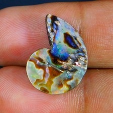 Venta al por mayor 10,00 quilates natural prodigiosa Paua abulón concha forma de amonita piedra preciosa