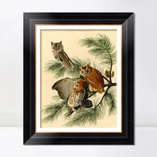 Framed Canvas Giclee Print Little Screech Owl by John James Audubon Home Decor