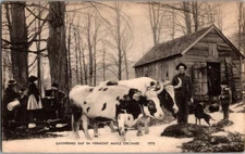 Vintage Postcard- Gathering Sap in Vermont Maple Orchard- KM4