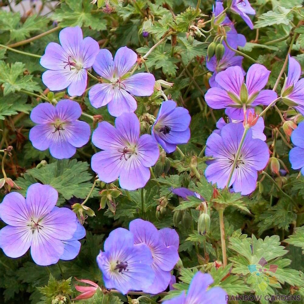 25+ Rozanne (Gerwat) Geranium Seeds for Garden Planting - USA - FREE  SHIPPING! | eBay