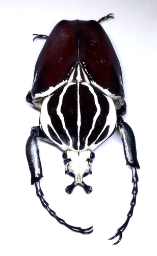 GOLIATHUS goliatus ab. apicalis - Cameroon - A1 Male 86mm from Wild ..! - Imagen 4 de 5