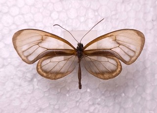 Hypoleria lavinia chrysodonia male Peru Ithomiidae Schmetterlinge Entomologie