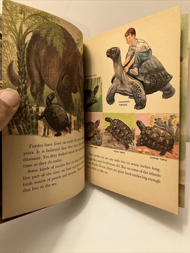 The Wonder Book of TURTLES by Eve Morel 1964 Wonder Book Cynthia Koehler - Picture 10 of 13