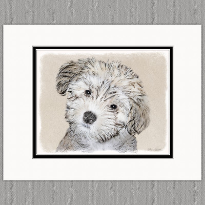 Havanese Puppy Dog Original Print 8x10 Matted to 11x14